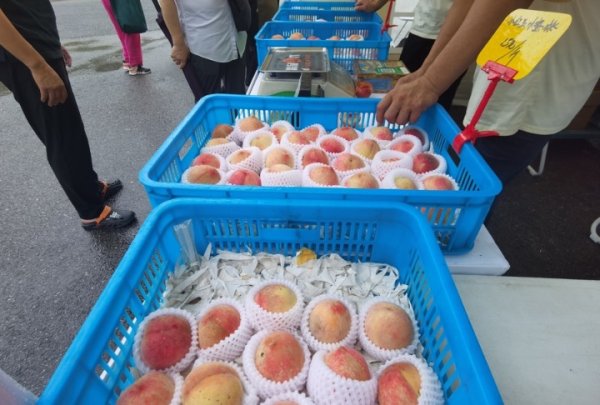 GGV纪源资本 上海甜蜜界“四大金刚”受挫，产量不及去年但因为炎热逆袭